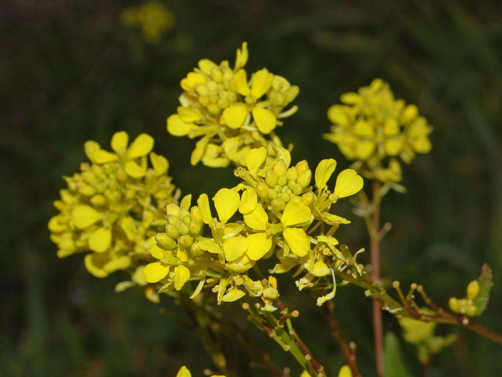 Una pianta dai fiori gialli Sinapis arvensis